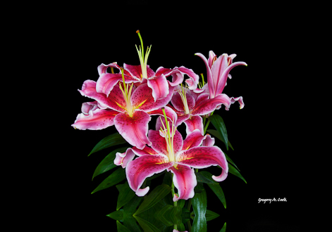 GC201_Flowers_in_Bloom